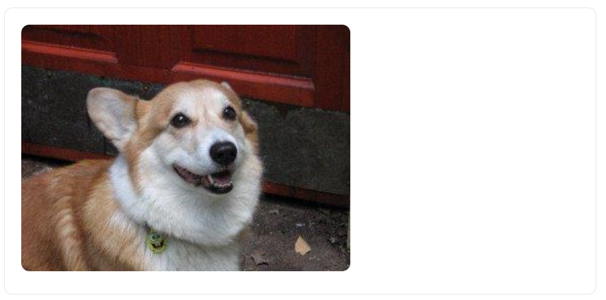 Imagen aleatoria de perro mostrada en la vista tras resolver la petición GET a la API dog.ceo